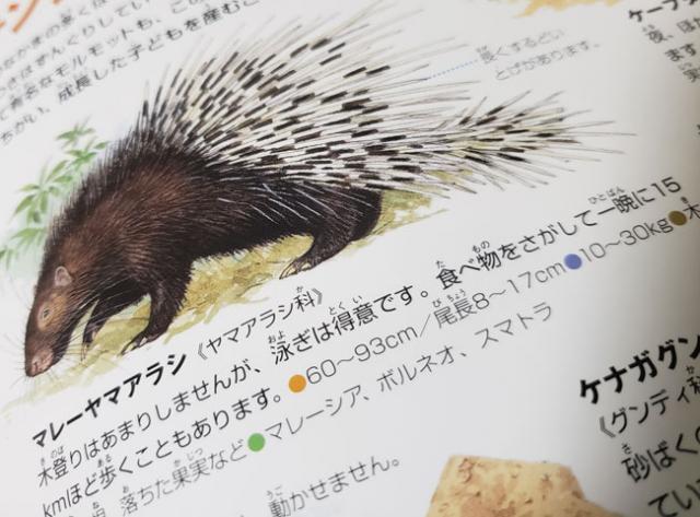 マレーヤマアラシ Malayan Porcupine Japaneseclass Jp